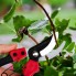 Секатор садовый плоскостной INTERTOOL FT-1000 195 мм ножницы для цветов винограда и веток с фиксатором рукояток и пружинкой