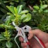 Секатор садовый с храповым механизмом INTERTOOL FT-1006 180 мм ножницы для цветов кустов винограда и веток с фиксатором рукояток