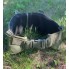 Разгрузочный жилет РПС M-KET Хаки тактический военный пояс и плече-ременная система с крепелнием MOLLE размер L